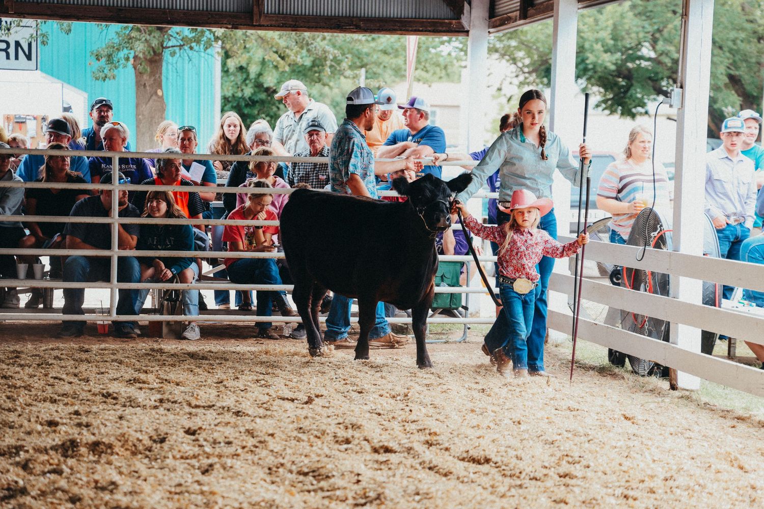 Student leads a black show cow in a livestock show ring while spectators watch from the stands.