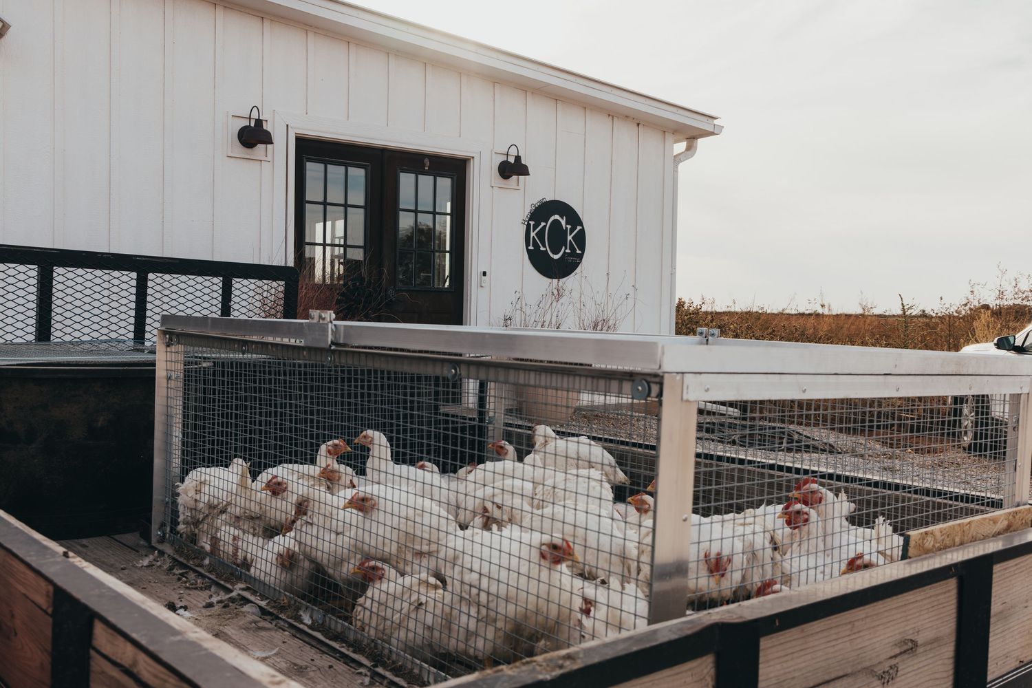 White chickens in a fenced outdoor enclosure at a farm facility.