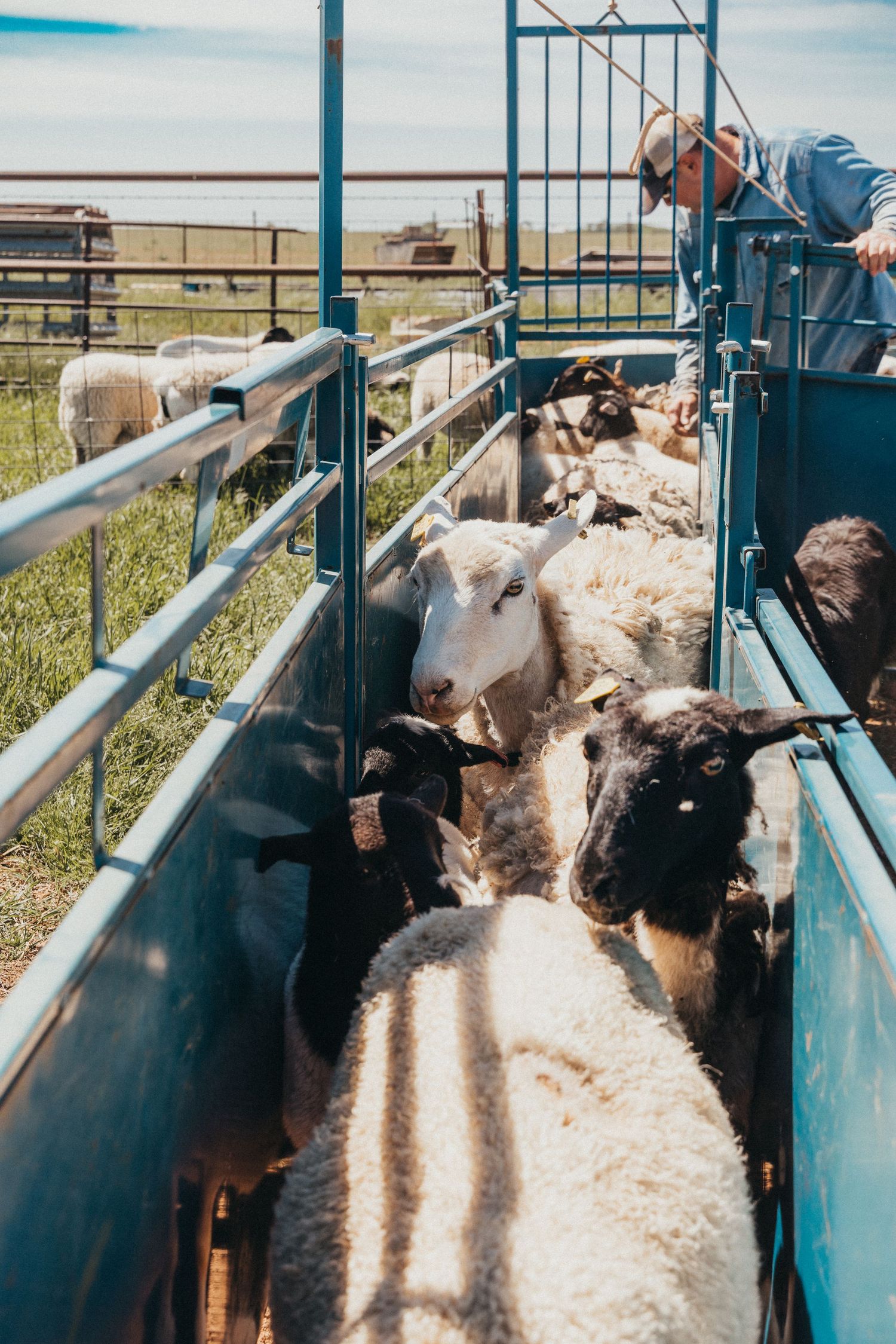 Sheep being guided through blue metal chute for processing or shearing.