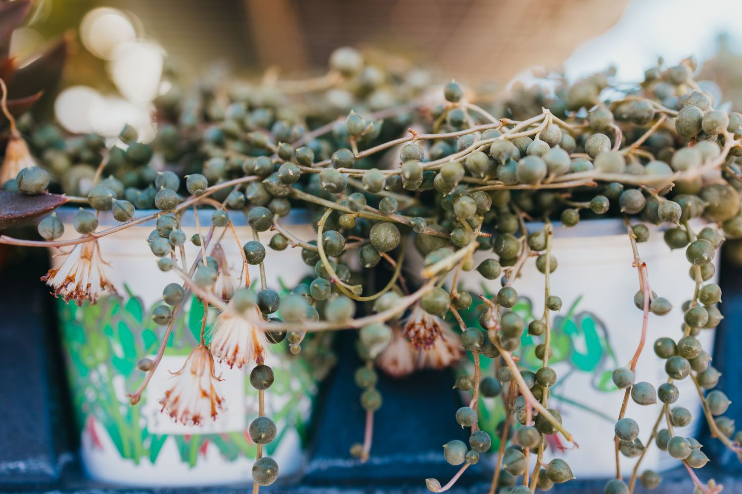 Trailing string of pearls plant with delicate white flowers in decorative container.