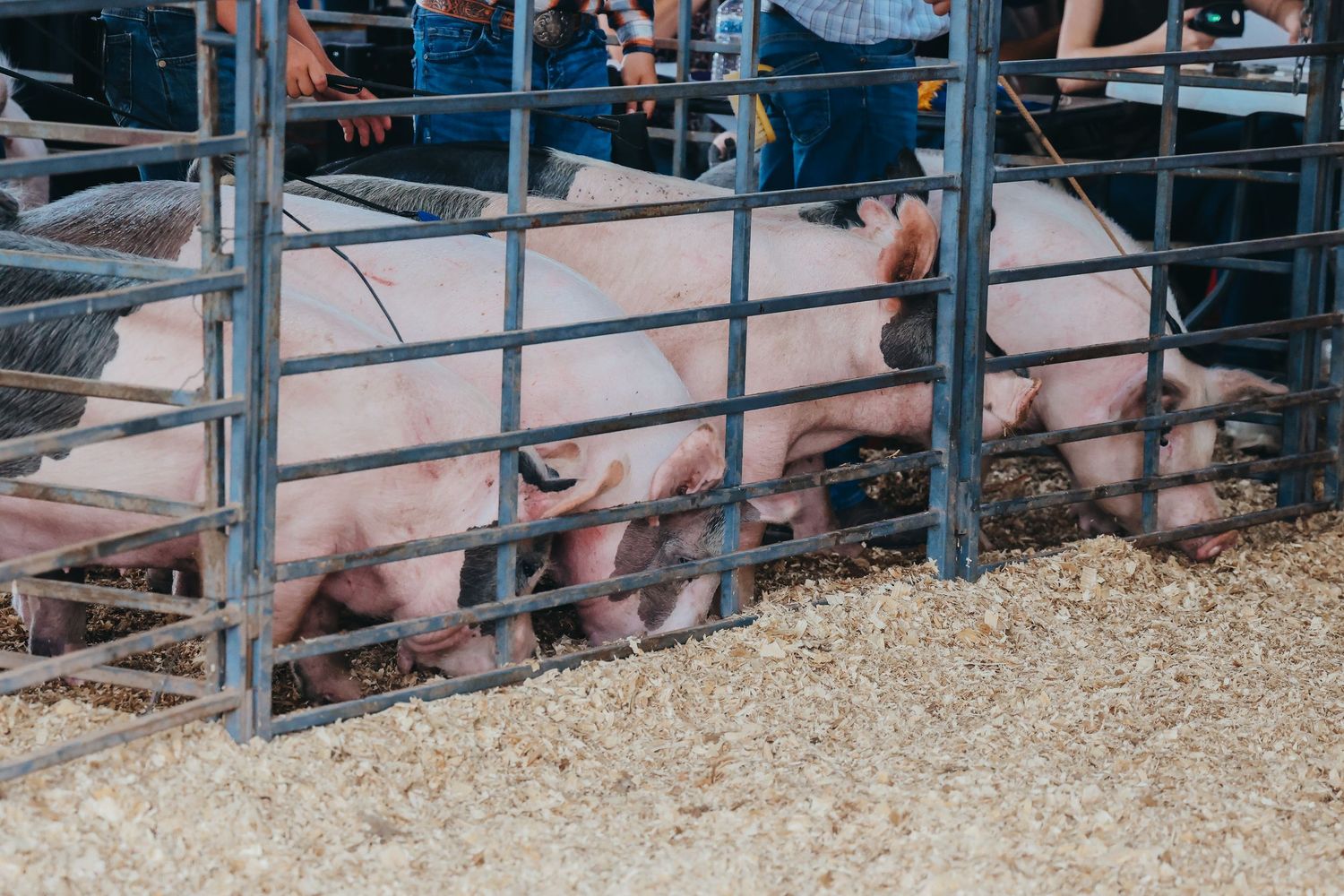 Pink pigs standing behind blue metal gates in a livestock pen.