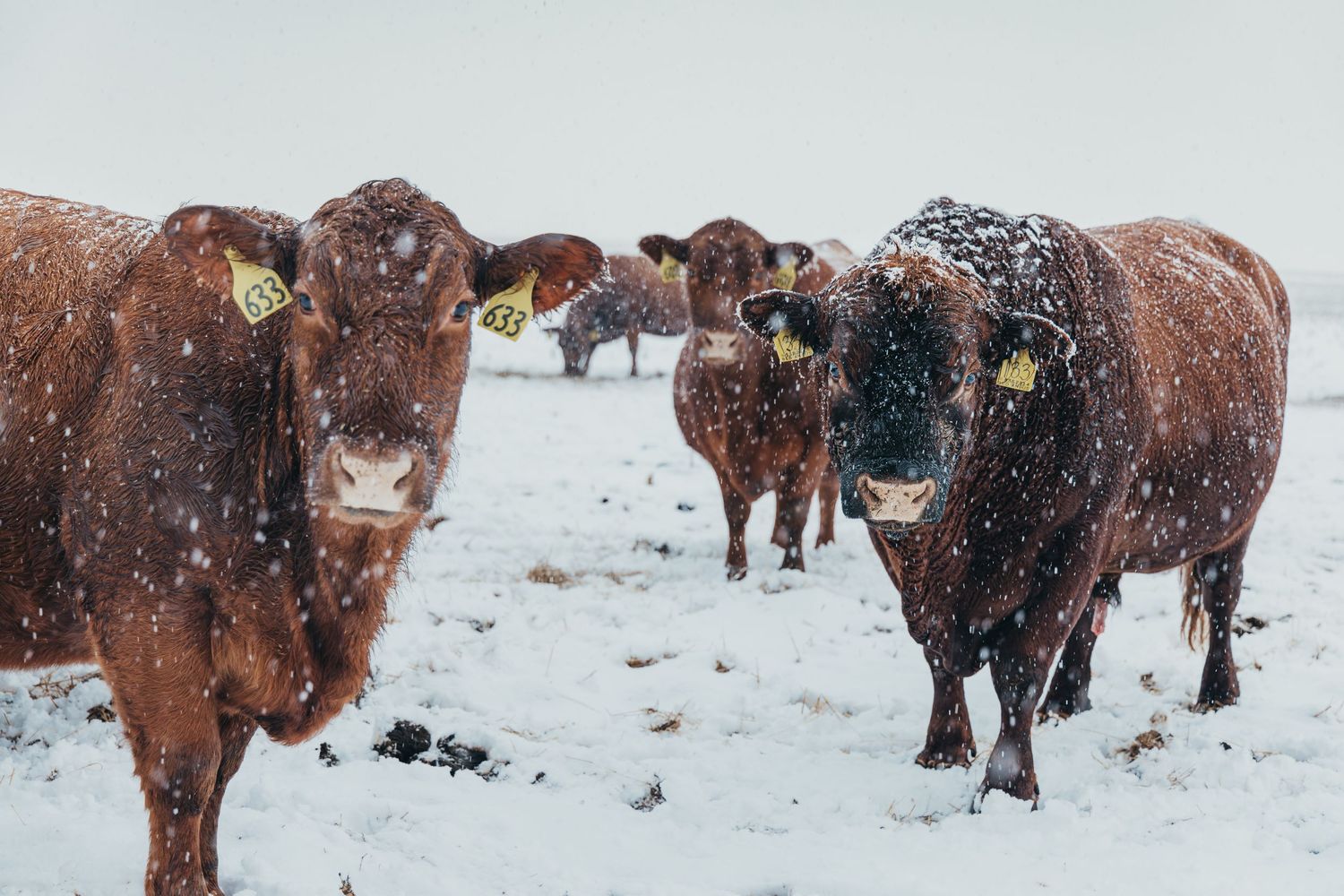Herd of red and brown cattle standing in snowy winter conditions.
