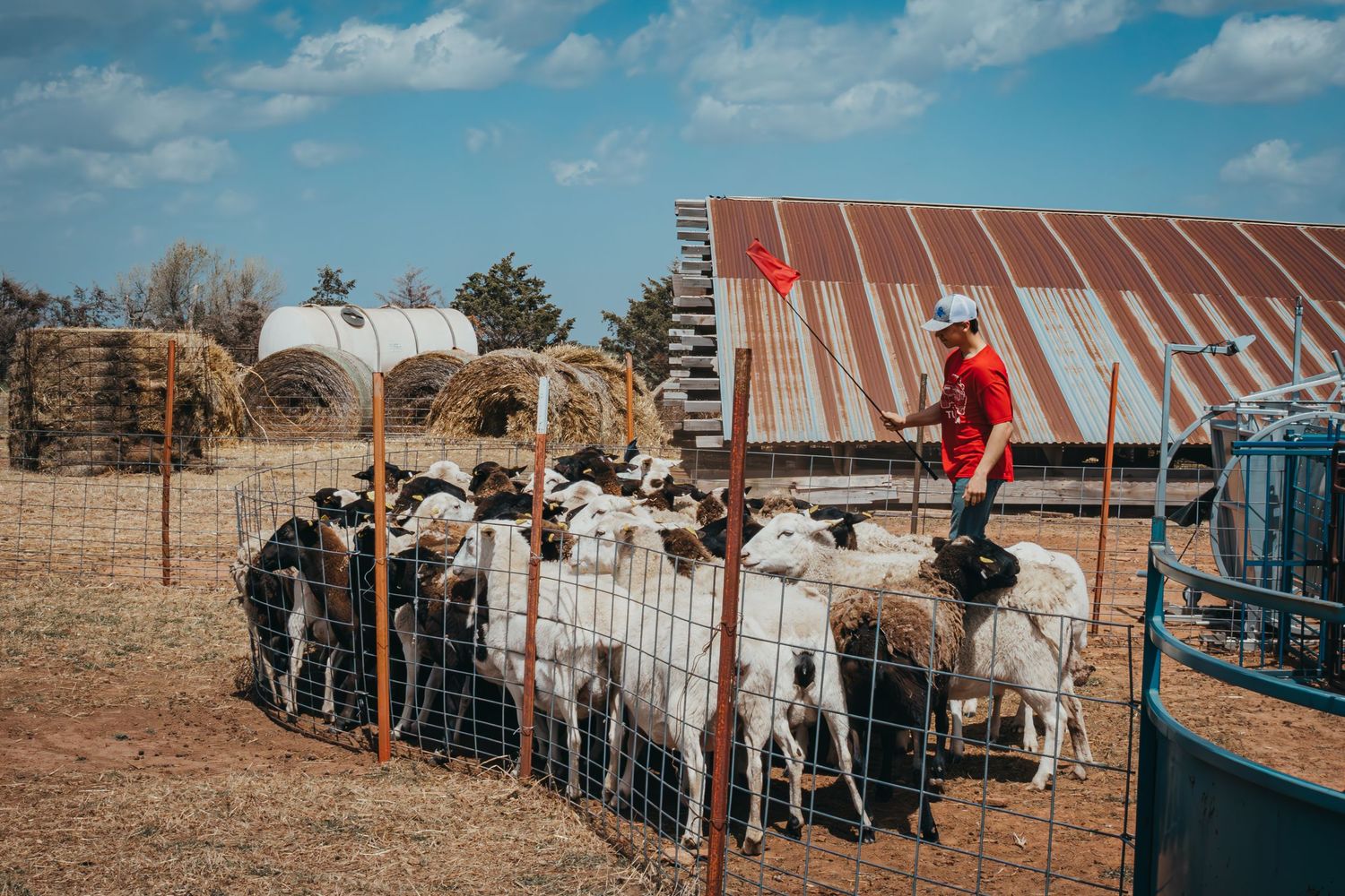 Goats gathered behind a fence with red barn structure visible in background.