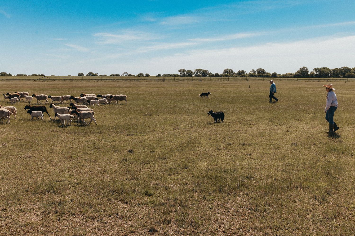 Sheep graze in open field with people watching in distance.
