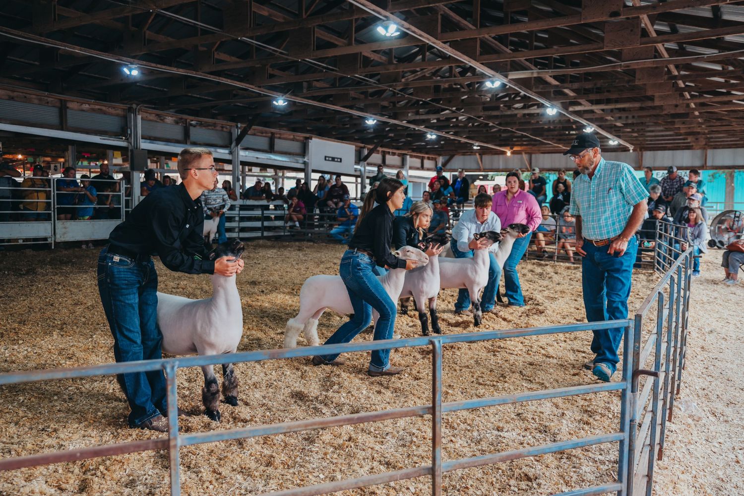 Group showing and judging animals in indoor livestock arena.