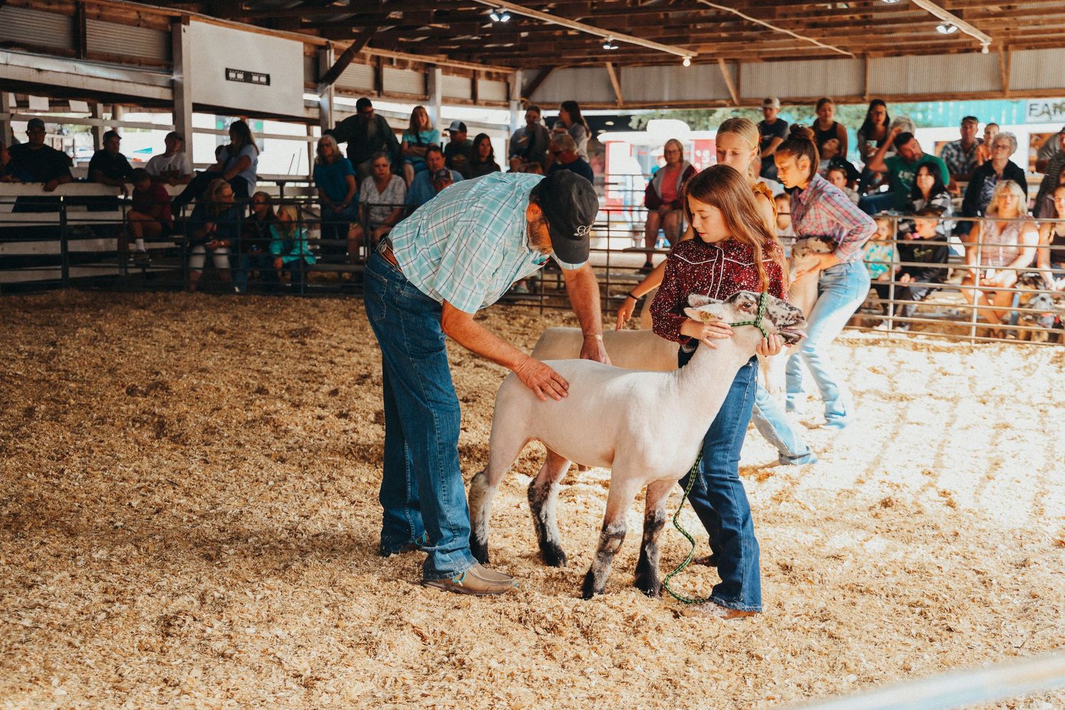Show participants prepare a white sheep for judging at a livestock competition.