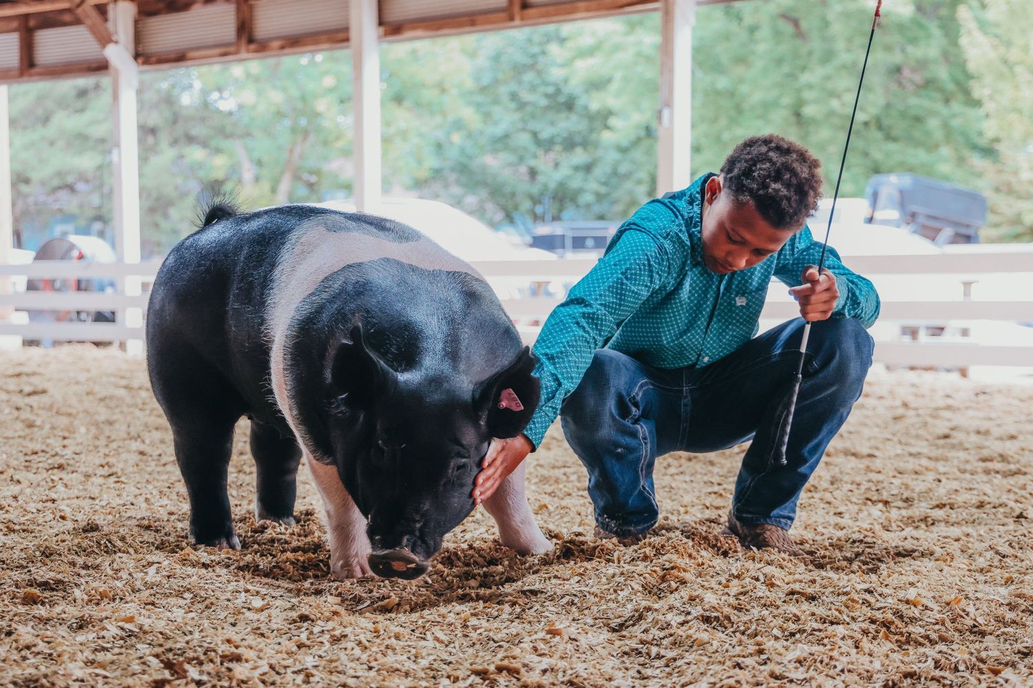 Exhibitor in teal jacket works with black show pig in arena.