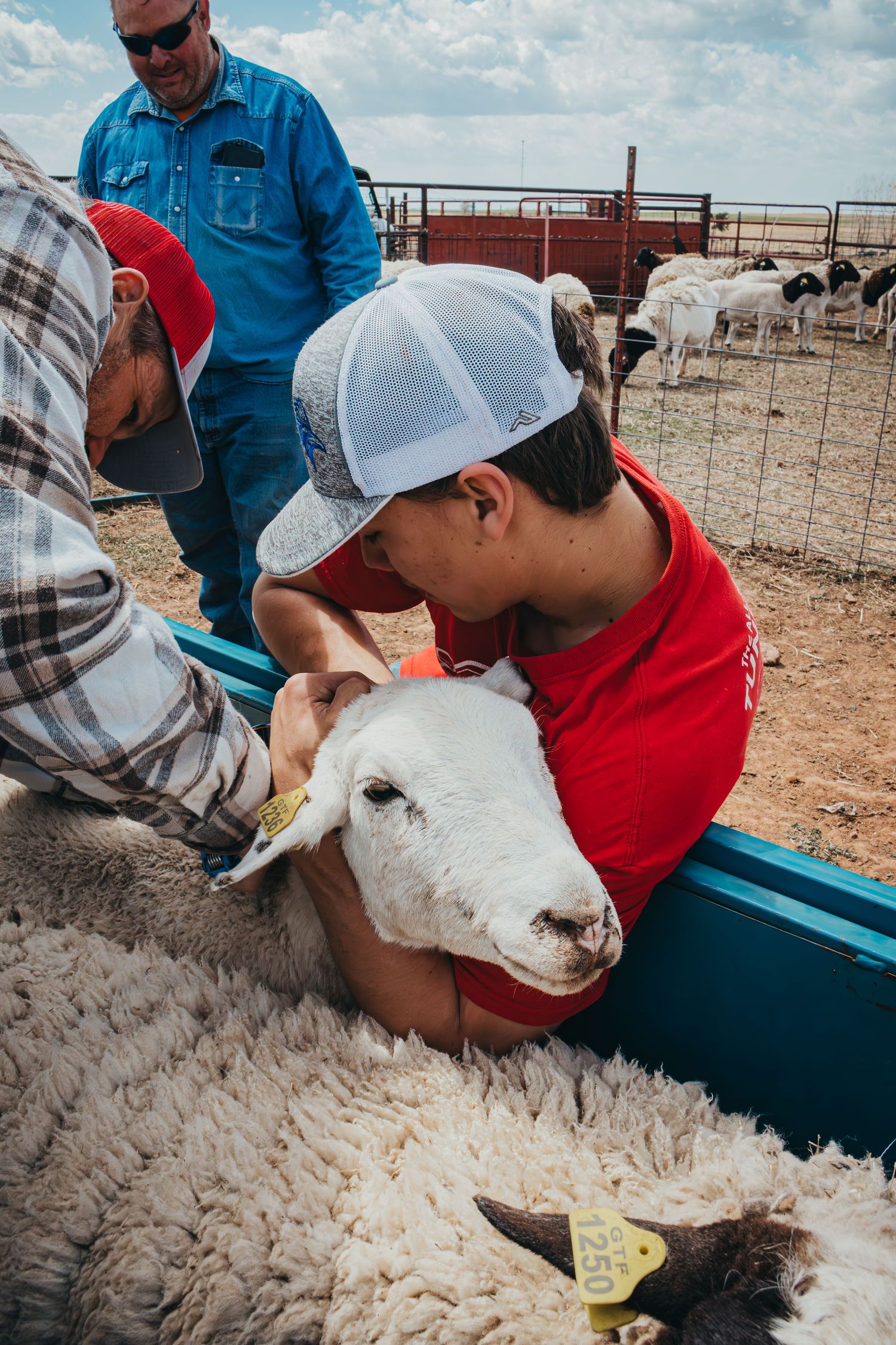 A young person in red shirt gently pets a white sheep's head in a livestock pen.