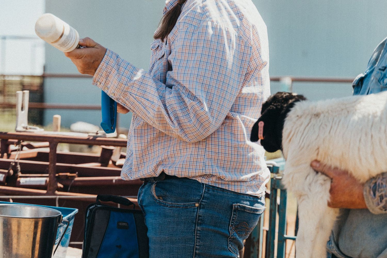 Person in plaid shirt and jeans bottle feeding livestock on farm.