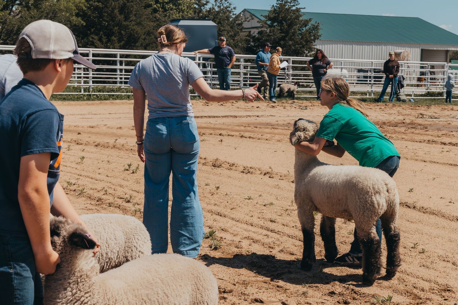 Handlers work with sheep in a dusty outdoor training pen surrounded by metal fencing.