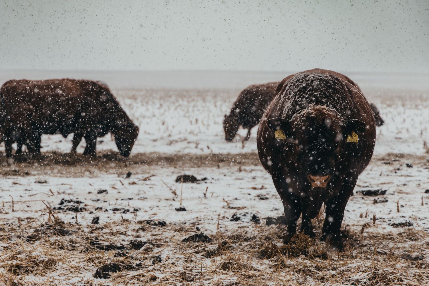 Black cattle grazing in muddy snowy field during winter weather.