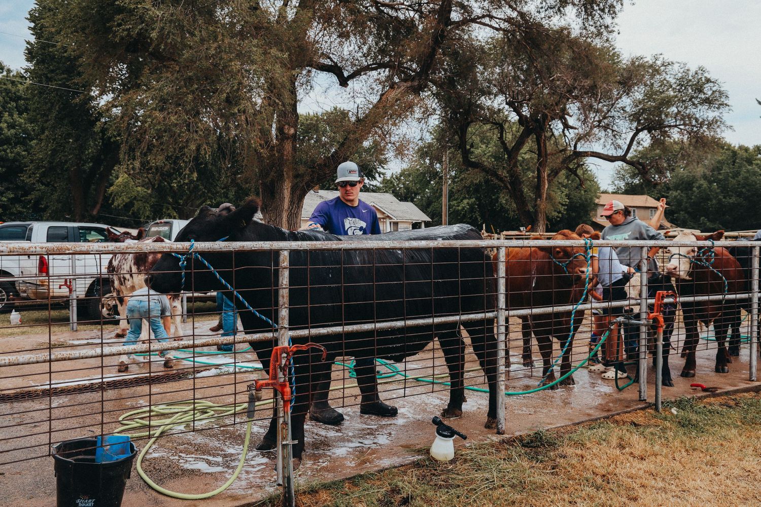 Black cattle being washed and groomed in outdoor pens at a livestock show.