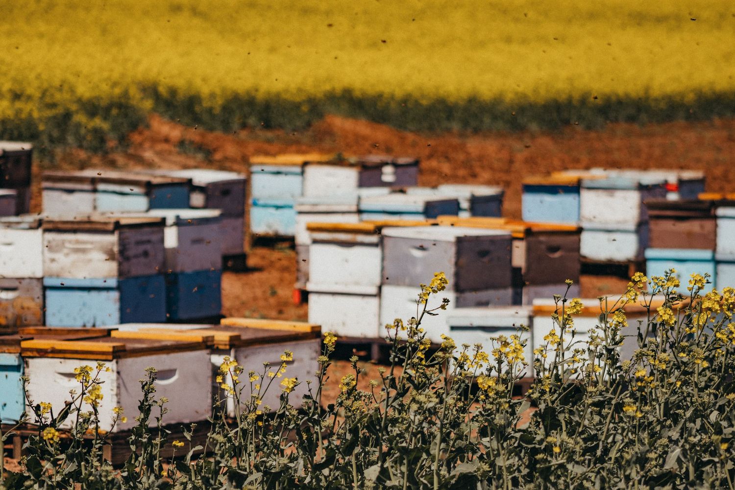 Colorful beehive boxes arranged in rows with yellow wildflowers in foreground.