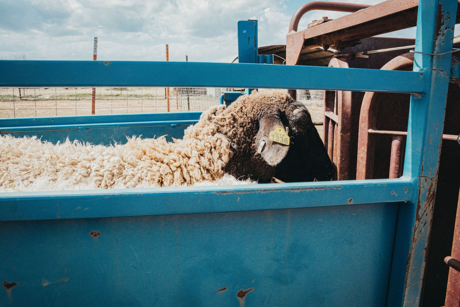 Close-up view of a woolly sheep in a blue metal livestock chute.