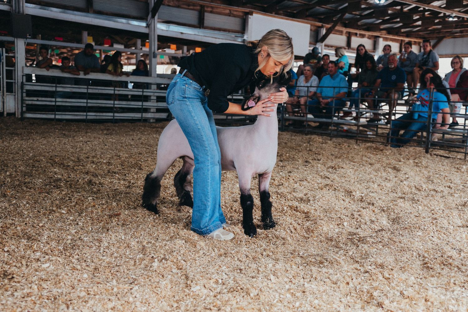 Professional groomer preparing a show sheep in an indoor competition arena.