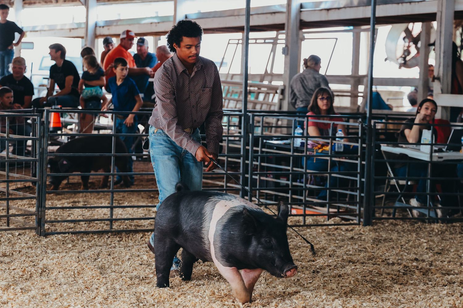 Handler showing spotted pig in livestock arena with audience watching.