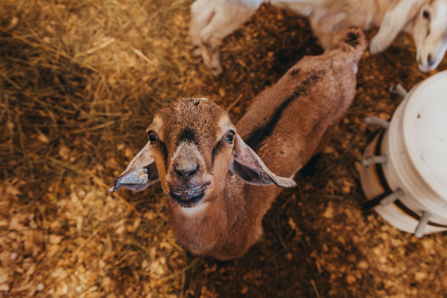 Close-up view of a brown Nubian goat with floppy ears looking up at camera from a hay-covered ground.