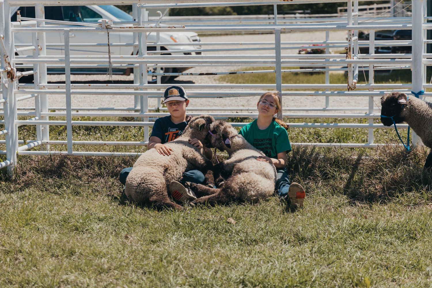 Two people sit on grass with several sheep resting near metal bleachers.