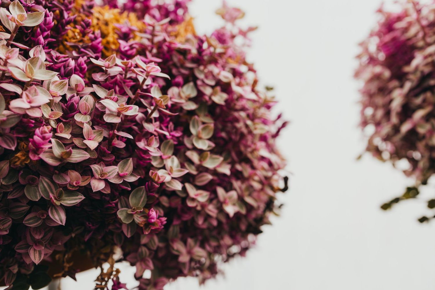 Close-up of vibrant pink and purple hydrangea blooms against white background.