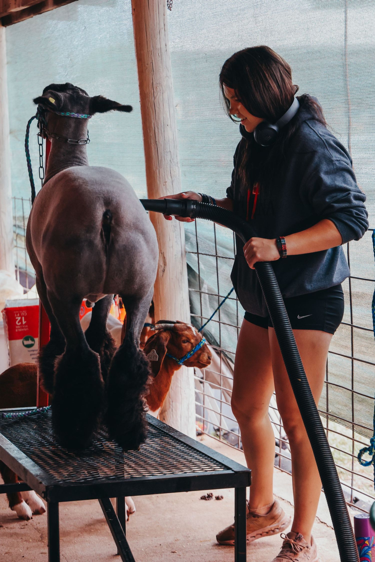 Person grooming a show animal on metal grooming stand in barn.