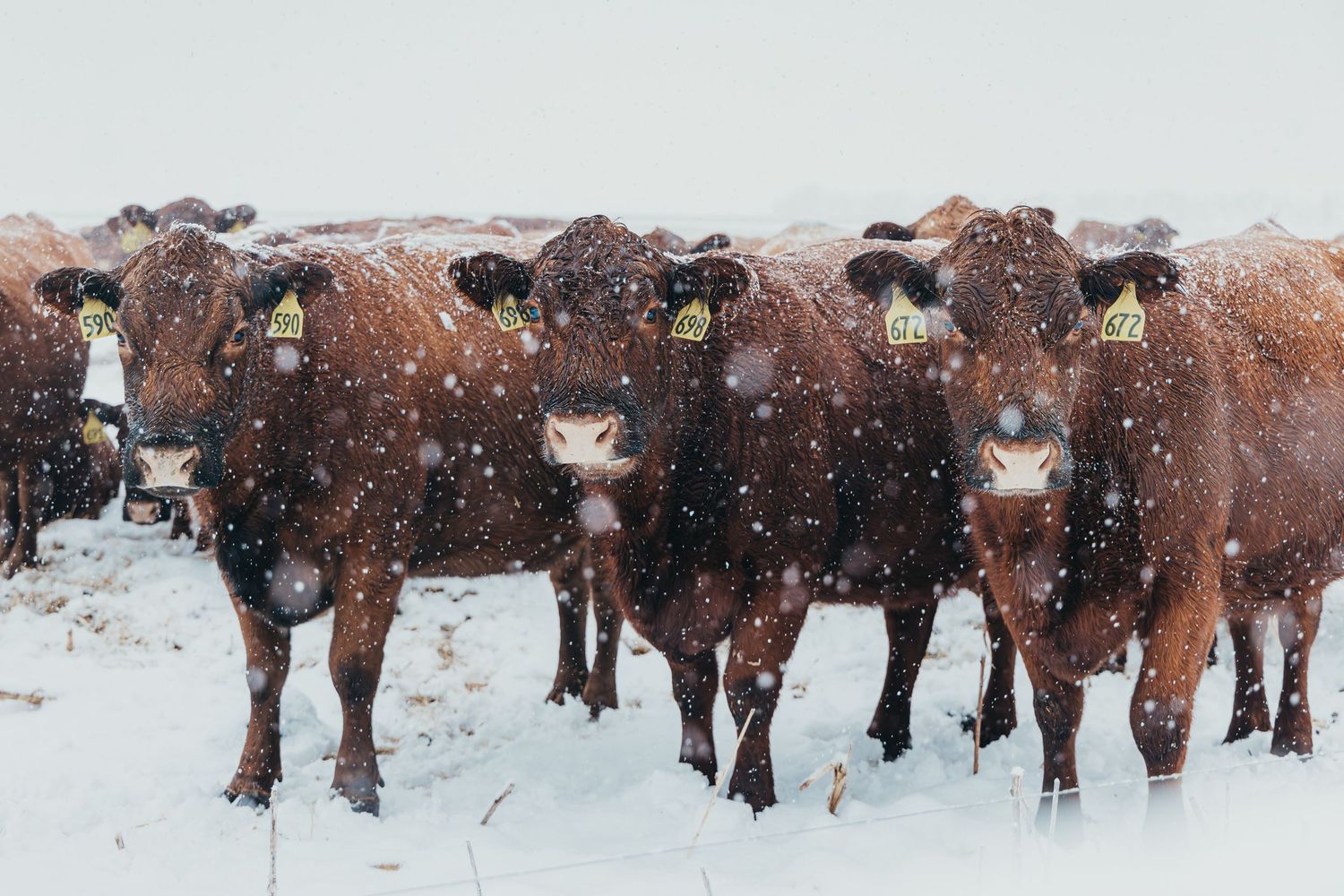 Herd of brown cows standing together in snowy winter field.