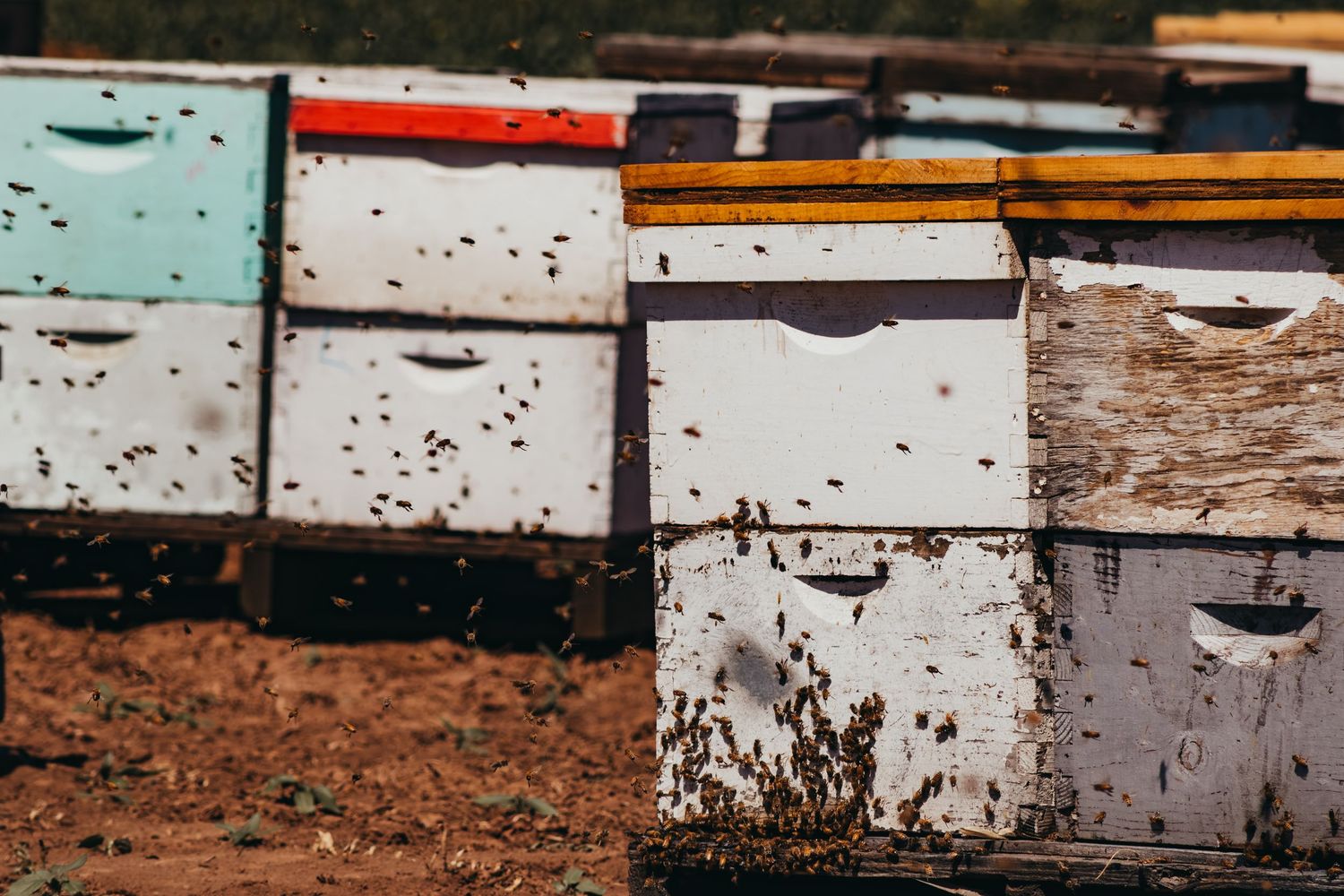 Weathered beehive boxes in varying colors lined up on dirt ground for honey production.