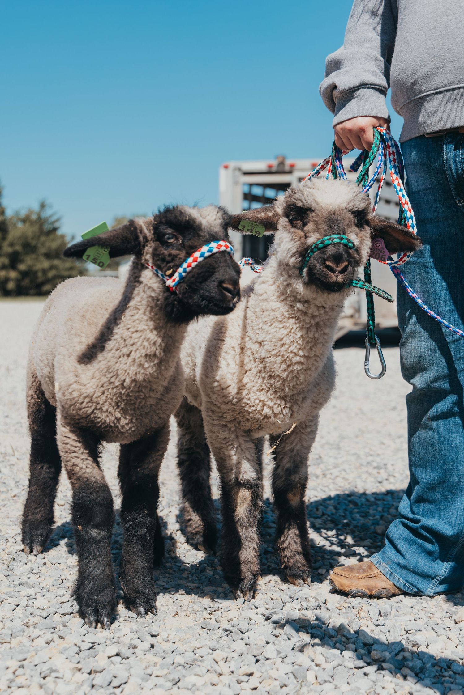 Close-up of two sheep with decorative halters standing next to their handler on a sunny day.