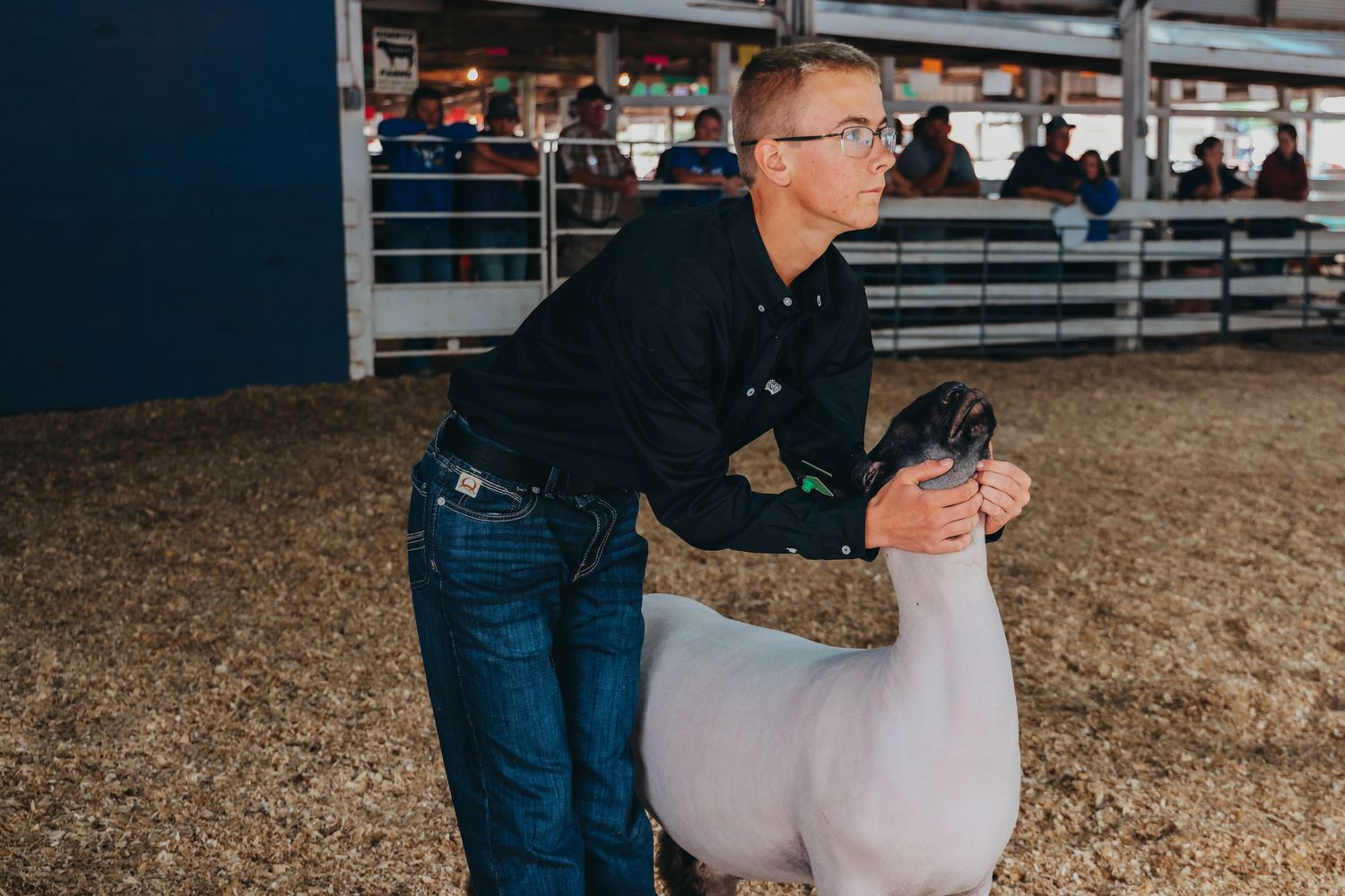 Handler in denim grooms a white show sheep in an indoor arena.