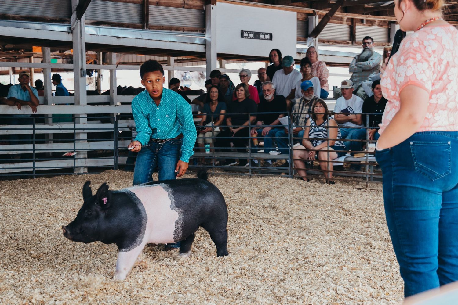 Black and white pig being shown in arena with spectators in bleachers.