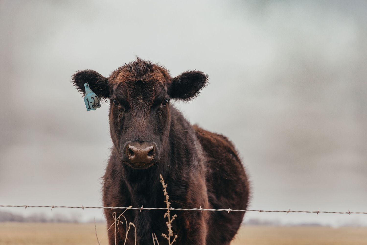 Close-up portrait of a young black calf looking directly at camera over barbed wire fence in a rural setting.
