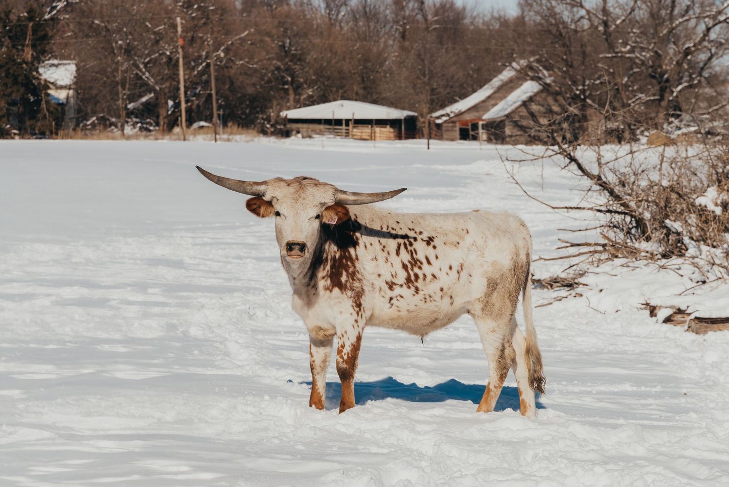 Longhorn cow standing in snowy field with farm buildings in background.