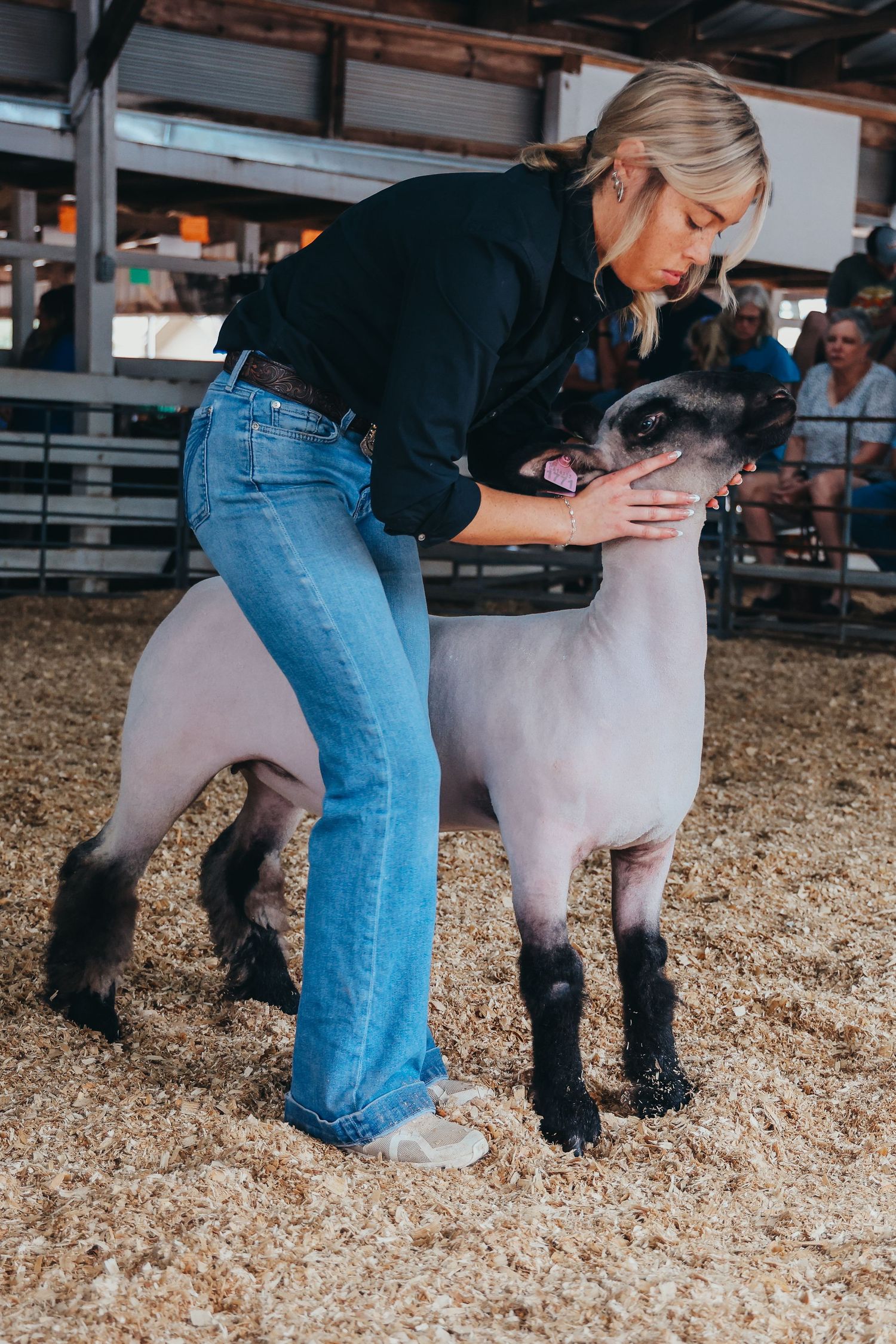 A shaved sheep being groomed and inspected during a livestock show event.