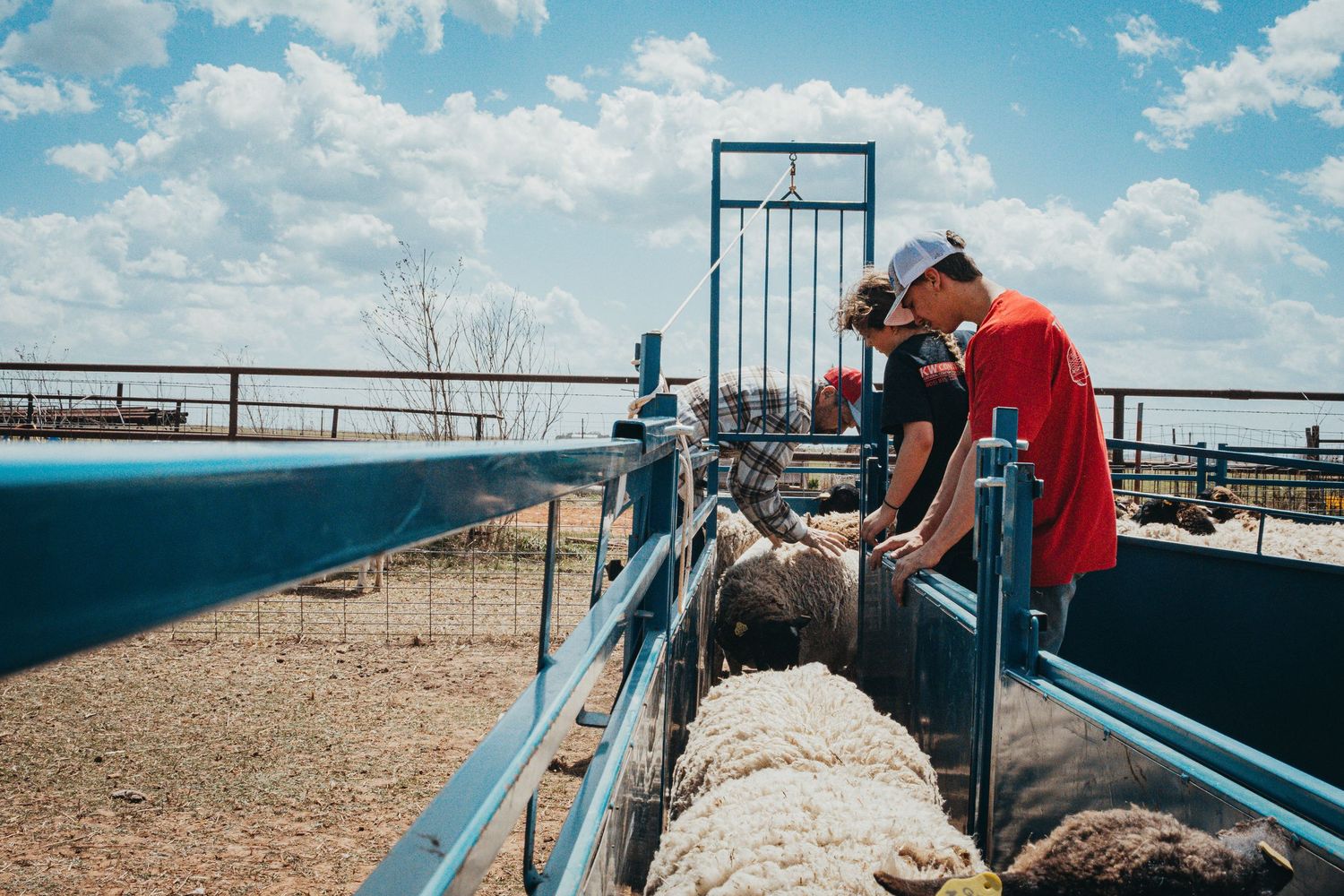 Workers tend to sheep in a blue metal handling chute on a ranch under blue skies.
