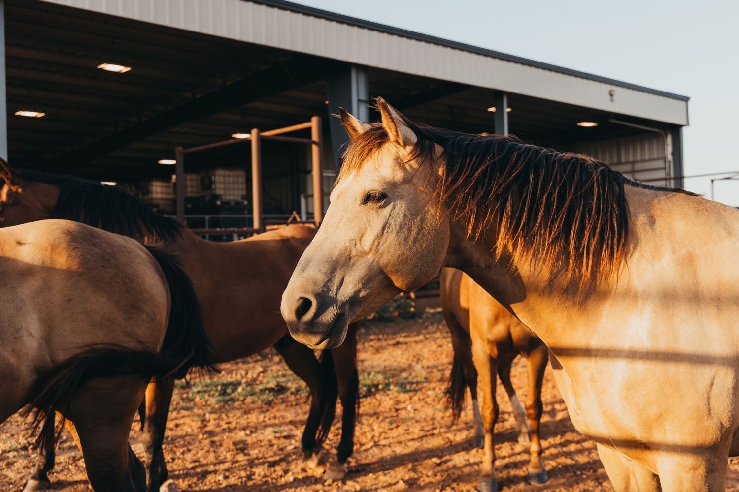 A panoramic series of horses grazing in a dirt paddock at sunset with warm golden lighting casting long shadows.