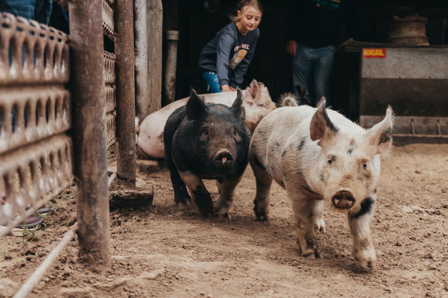 Three pigs walking in a dirt pen at a farm with wooden fencing and posts.
