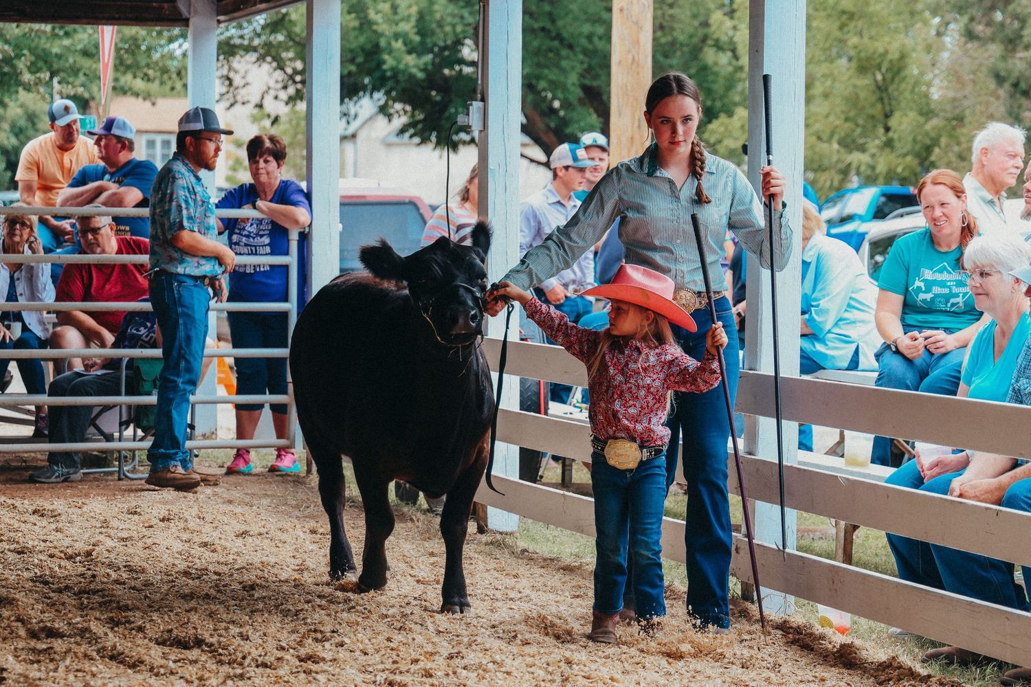 Show participant leads black cow in livestock arena with spectators watching.