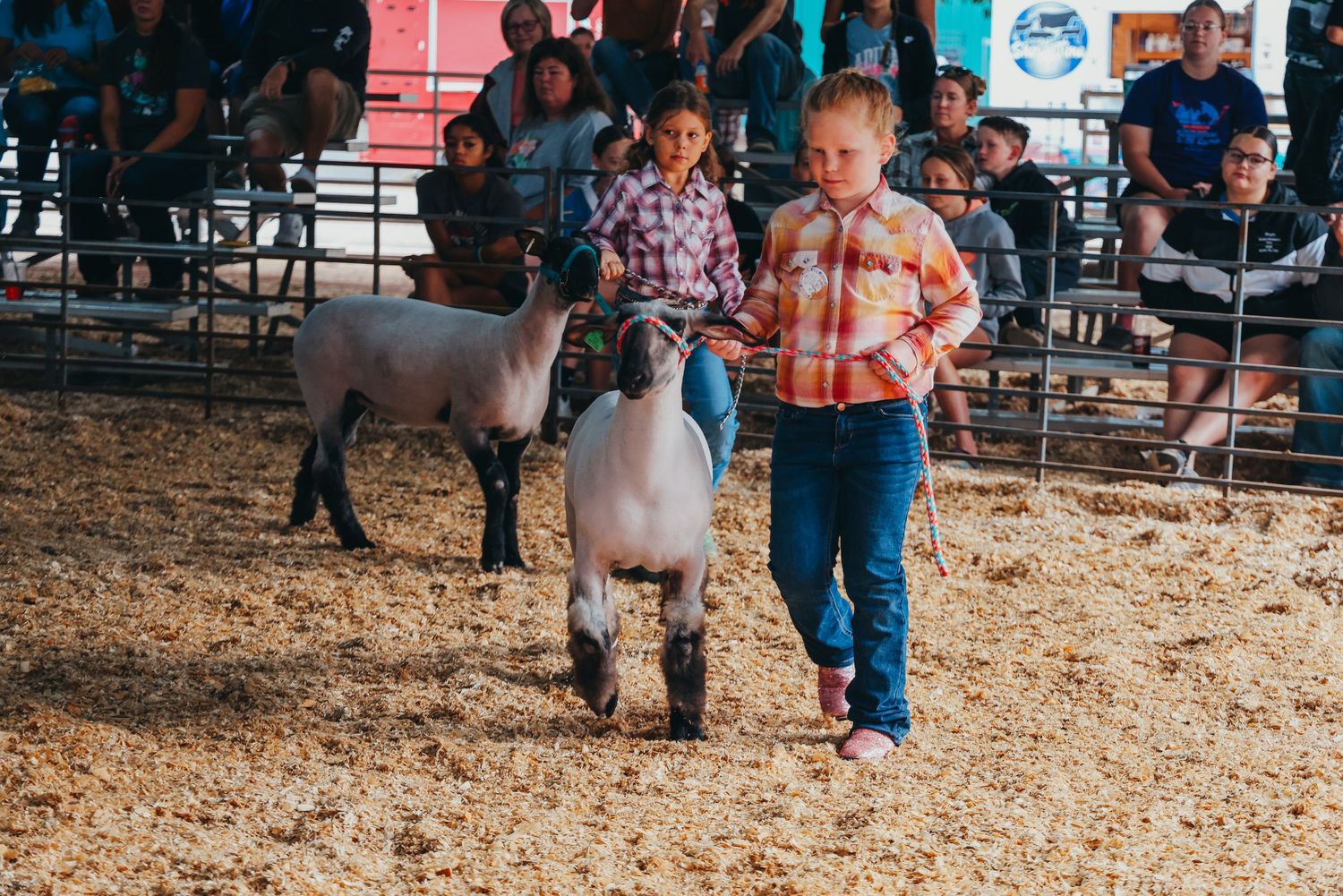 Young exhibitor showing sheep in sawdust-covered arena at livestock competition.