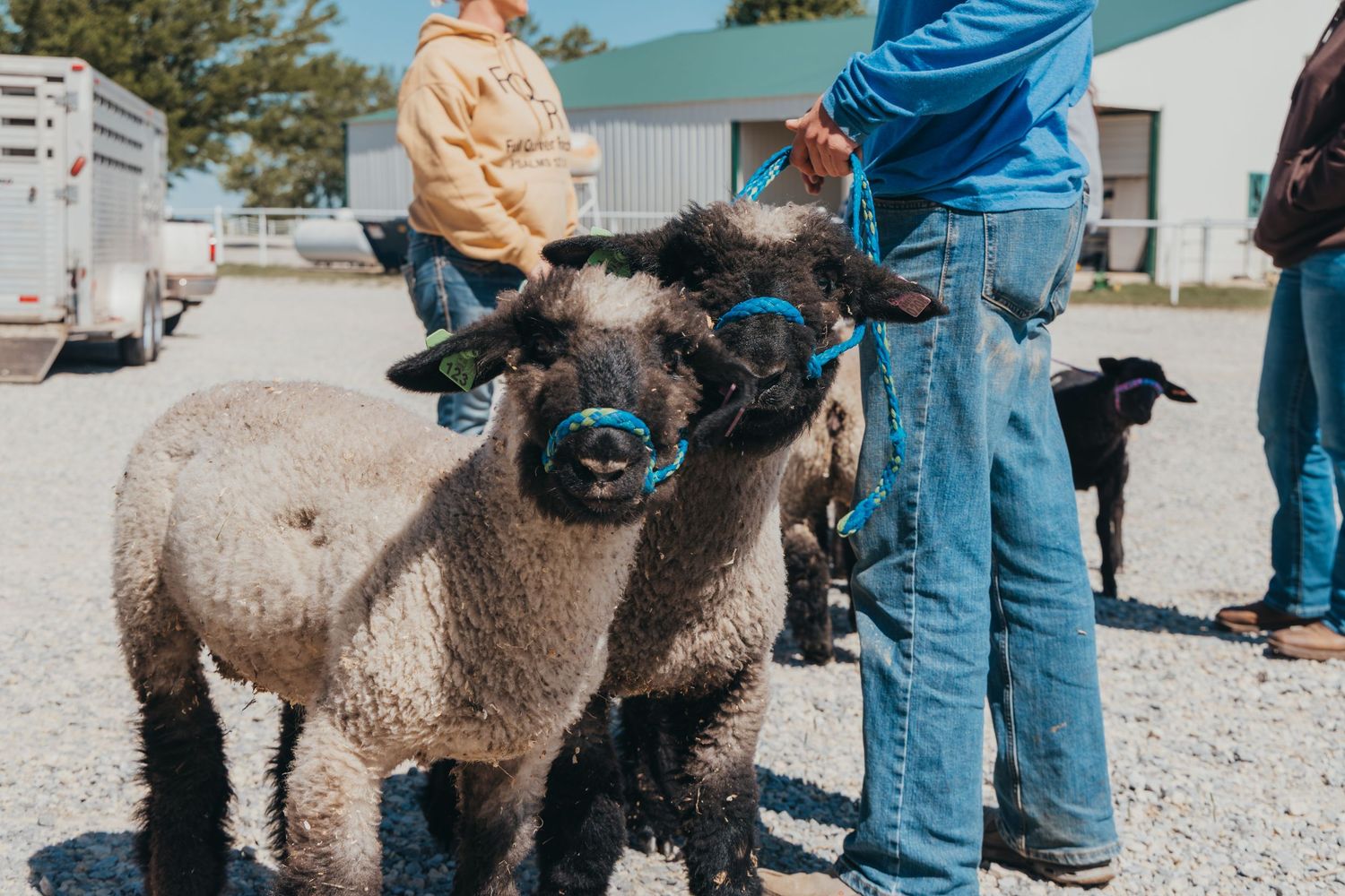 Two fluffy sheep with black faces stand close together on a gravel surface while people interact with them.