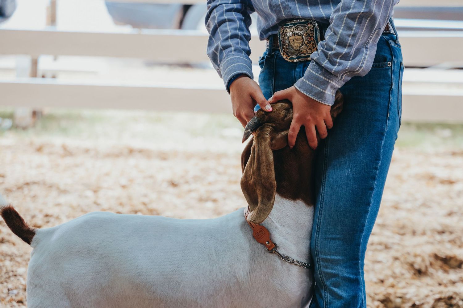Close up of hands petting white goat at livestock show.