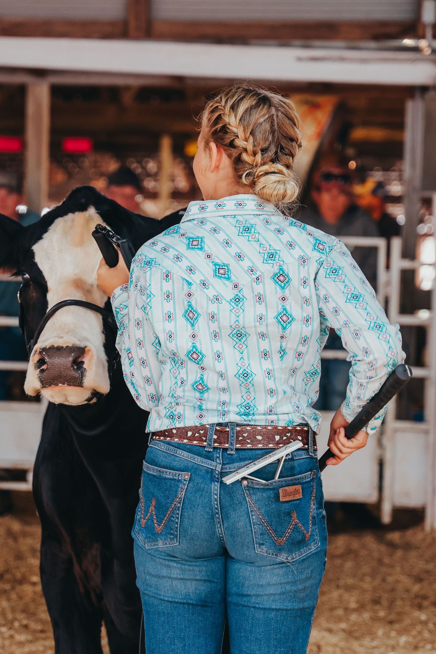 Participant in western shirt and jeans tends to black and white show cow at livestock event.