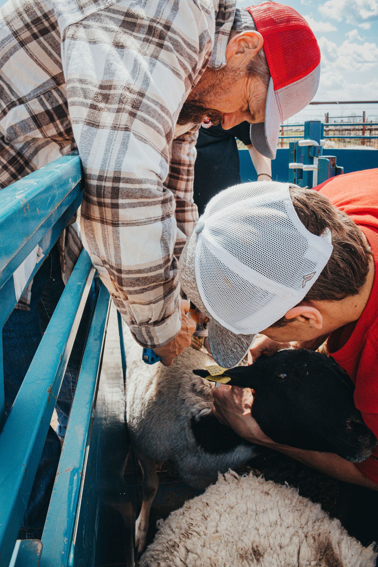 Workers examining and caring for sheep in blue metal livestock handling chute.