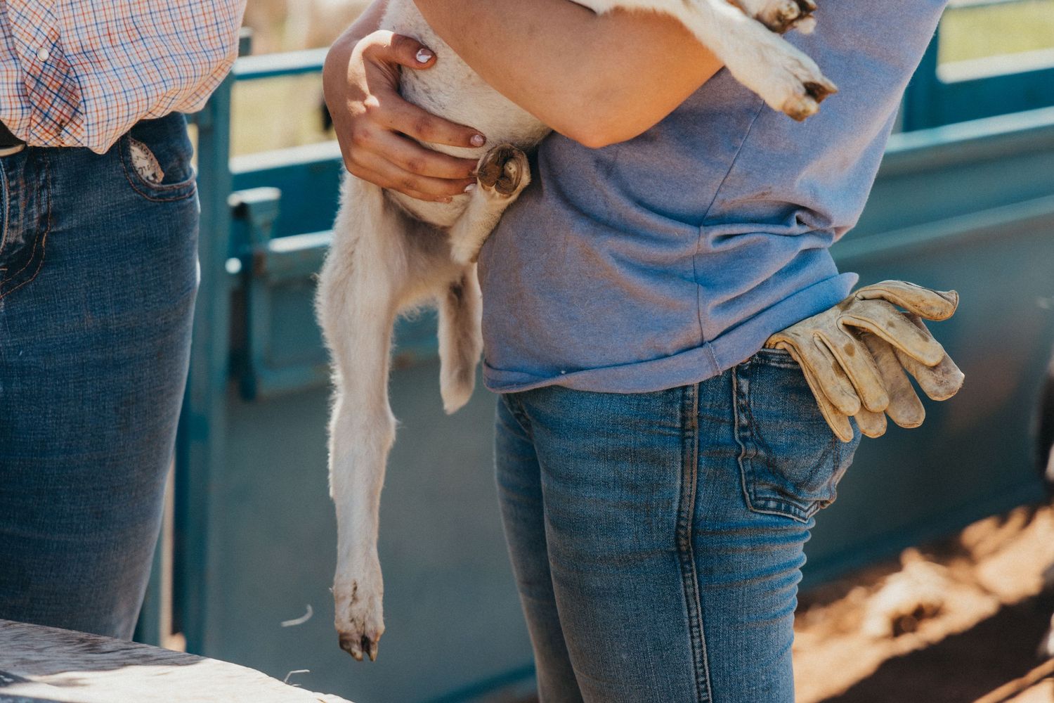 Close-up of hands holding a small lamb or sheep in denim work clothes.