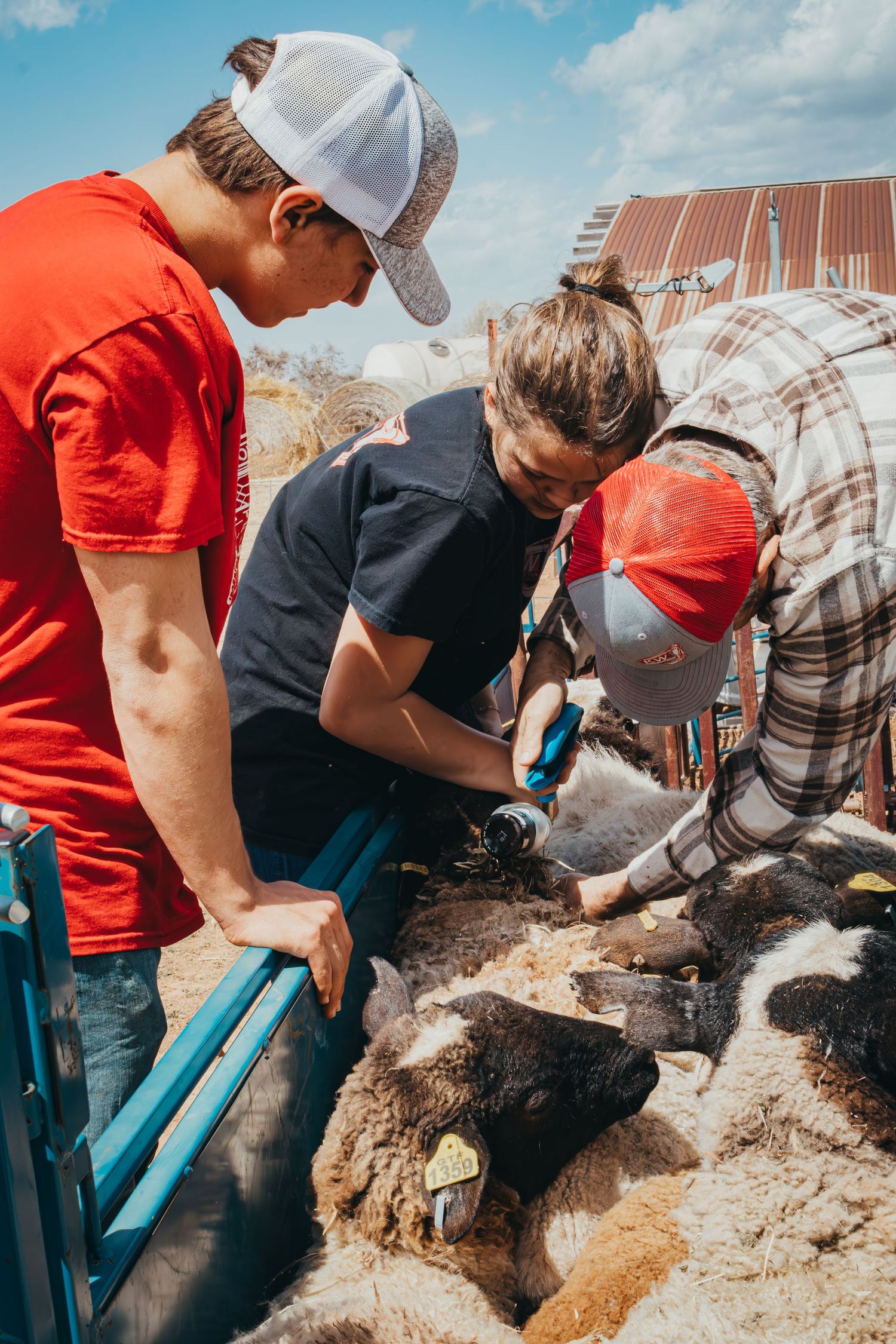 Group working together examining livestock in blue handling chute on sunny day.