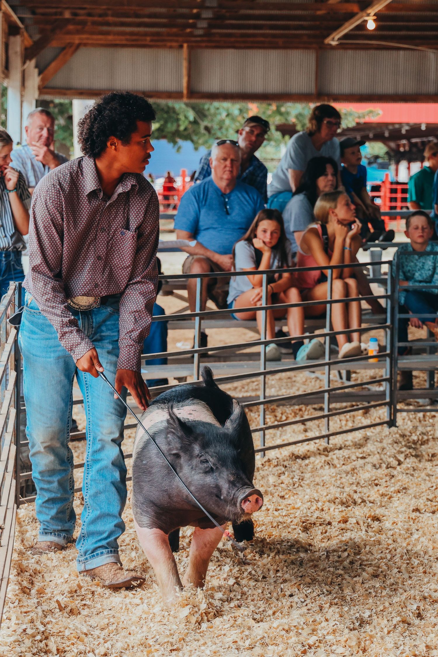 Handler leading black and white pig through show ring with audience in background.
