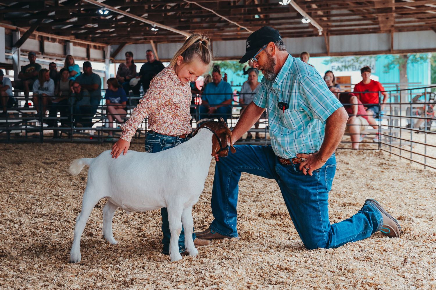 Young person showing a white goat while being judged at a livestock competition.