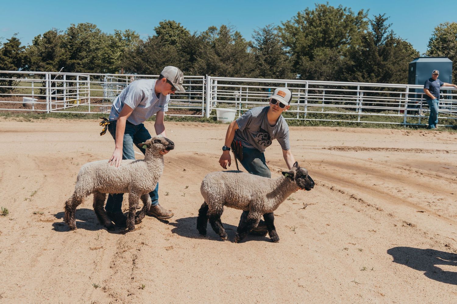 Two handlers guide their sheep across a dirt show ring during training.