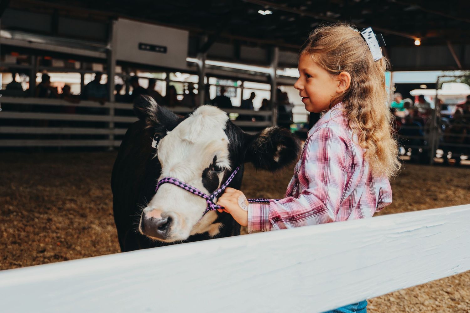 A young exhibitor petting a black and white dairy cow at a livestock show.