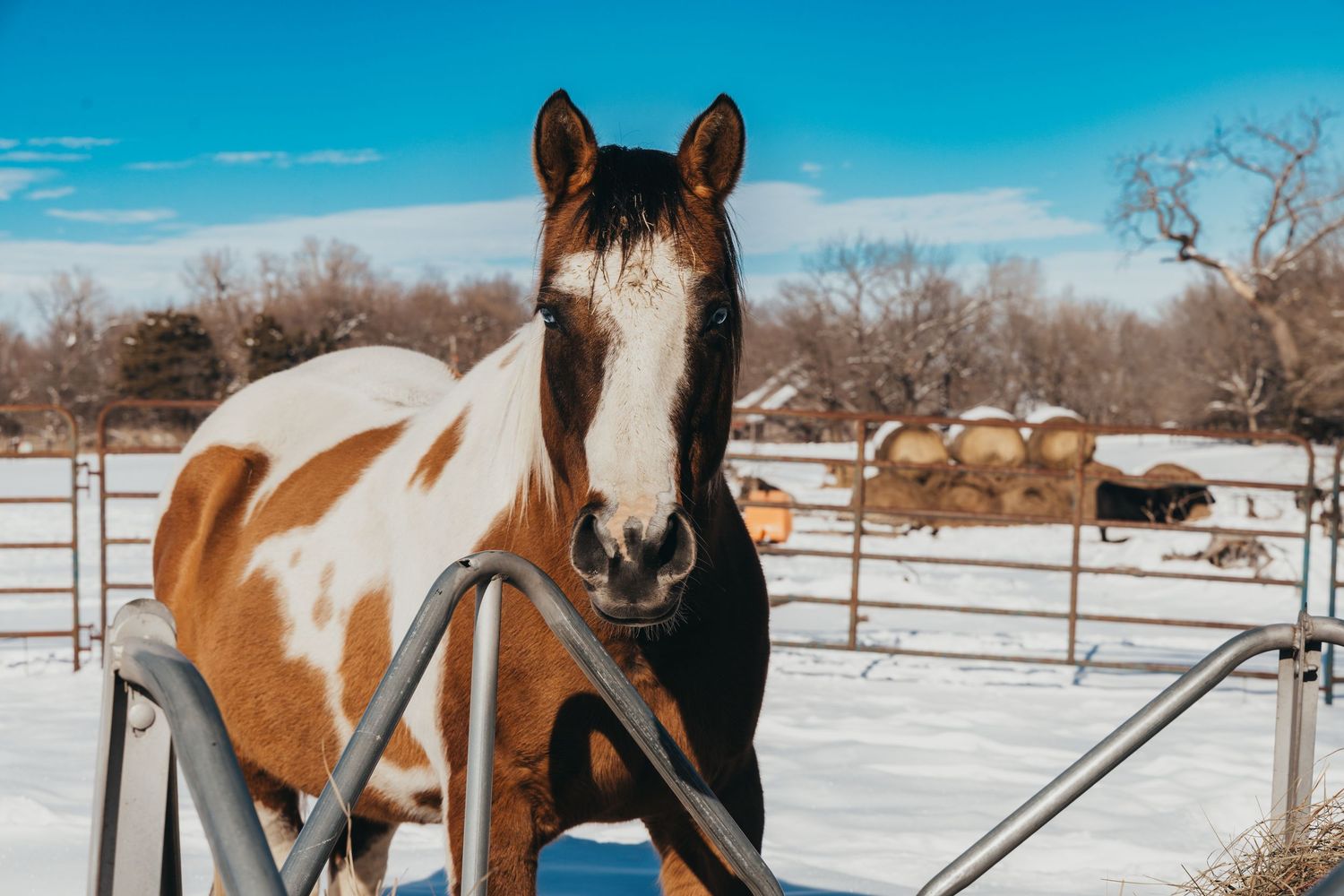 A paint horse with brown and white markings stands in a snowy paddock with metal fences on a bright winter day.
