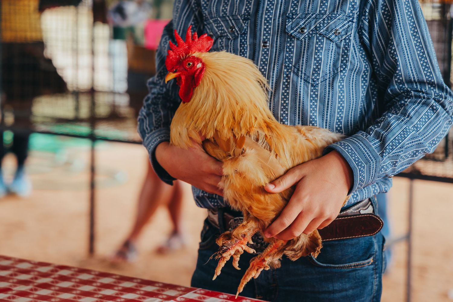 Person in western attire holding a golden rooster at an agricultural show.