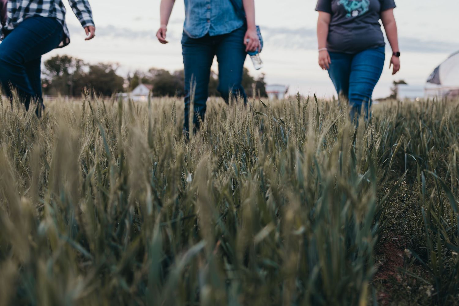 Three people walking through a tall grass field at sunset with their lower bodies visible in the frame.